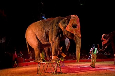 El Parlament de Catalunya debate la prohibición del circo con animales como tema estrella