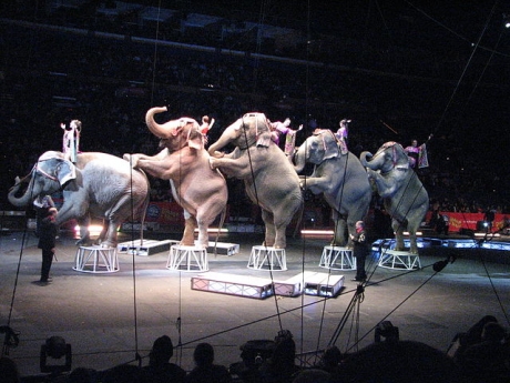 El circo Ringling anuncia por sorpresa que dejará de exhibir elefantes a partir de 2018